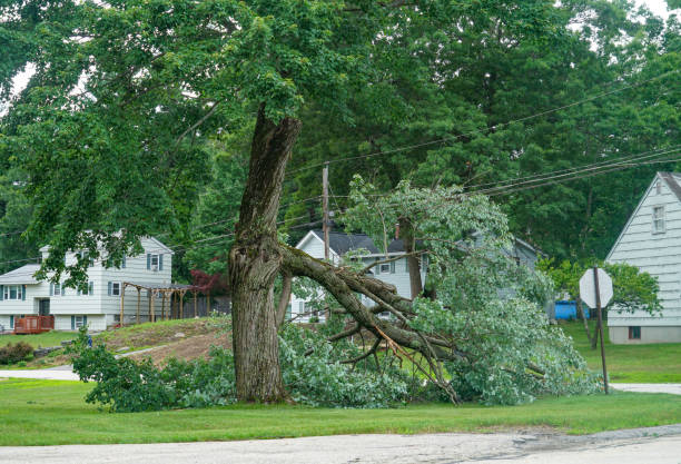 Best Tree Cabling and Bracing  in Fountain, CO